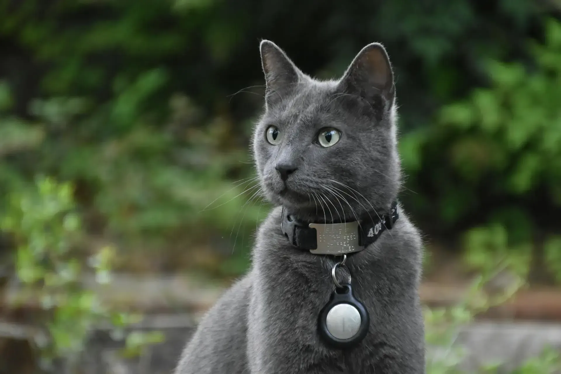 Grey fluffy cat with tracker on collar looking to side
